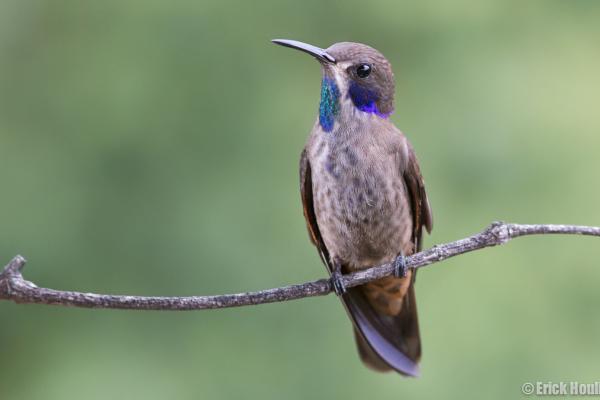 1716942622 67 Tipos de colibries - 2026 - ¡Colibríes! Pequeños, veloces, con picos largos y una clara predilección por las flores. Si habitas en algún lugar del continente americano, seguramente has avistado una de estas hermosas aves revoloteando alrededor de las flores. Los colibríes son aves autóctonas de América. Estas aves diminutas y singulares fueron cazadas en gran medida en el pasado para decorar sombreros de mujeres, lo que podría haber llevado a la extinción de varias especies. Tipos de colibríes - Colibrí pardo (Colibri delphinae)
