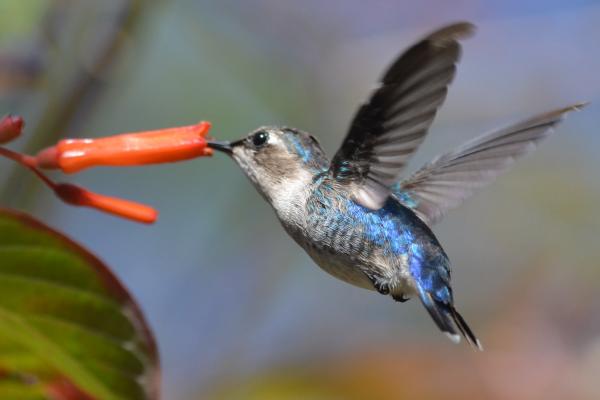 1716942622 890 Tipos de colibries - 2026 - ¡Colibríes! Pequeños, veloces, con picos largos y una clara predilección por las flores. Si habitas en algún lugar del continente americano, seguramente has avistado una de estas hermosas aves revoloteando alrededor de las flores. Los colibríes son aves autóctonas de América. Estas aves diminutas y singulares fueron cazadas en gran medida en el pasado para decorar sombreros de mujeres, lo que podría haber llevado a la extinción de varias especies. Tipos de colibríes - Colibrí zunzuncito (Mellisuga helenae)