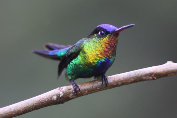 1716942622 8 Tipos de colibries - 2026 - ¡Colibríes! Pequeños, veloces, con picos largos y una clara predilección por las flores. Si habitas en algún lugar del continente americano, seguramente has avistado una de estas hermosas aves revoloteando alrededor de las flores. Los colibríes son aves autóctonas de América. Estas aves diminutas y singulares fueron cazadas en gran medida en el pasado para decorar sombreros de mujeres, lo que podría haber llevado a la extinción de varias especies. Tipos de colibríes - Colibrí insigne (Panterpe insignis)