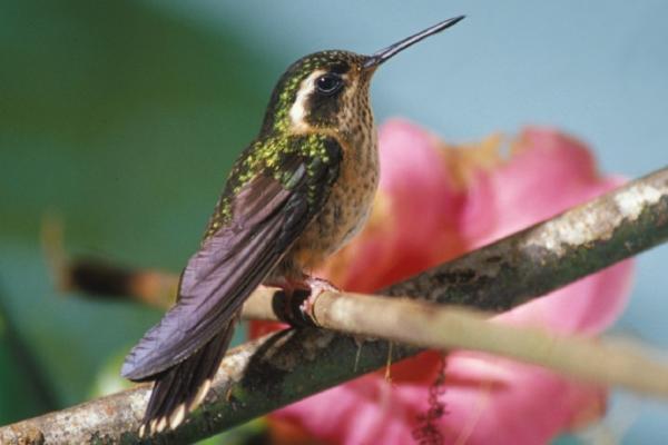 1716942622 955 Tipos de colibries - 2026 - ¡Colibríes! Pequeños, veloces, con picos largos y una clara predilección por las flores. Si habitas en algún lugar del continente americano, seguramente has avistado una de estas hermosas aves revoloteando alrededor de las flores. Los colibríes son aves autóctonas de América. Estas aves diminutas y singulares fueron cazadas en gran medida en el pasado para decorar sombreros de mujeres, lo que podría haber llevado a la extinción de varias especies. Tipos de colibríes - Colibrí jaspeado (Adelomyia melanogenys)