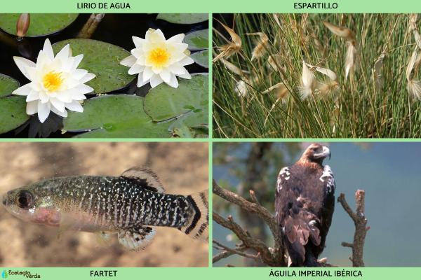 Flora y fauna de las Tablas de Daimiel - Flora y fauna de las Tablas de Daimiel en peligro de extinción