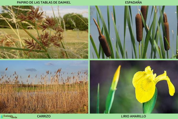 Flora y fauna de las Tablas de Daimiel - Flora de las Tablas de Daimiel
