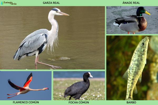 Flora y fauna de las Tablas de Daimiel - Fauna de las Tablas de Daimiel
