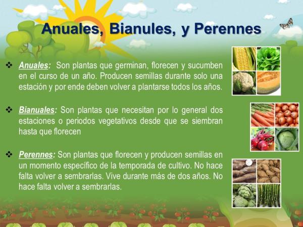 1716945886 314 Clases de plantas - 2026 - Imagen: RespuestasTips Clases de plantas - Clases de plantas según su duración