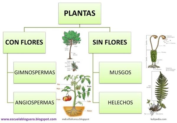 1716945886 392 Clases de plantas - 2026 - Imagen: RespuestasTips Clases de plantas - Clases de plantas según su reproducción o si tienen flores