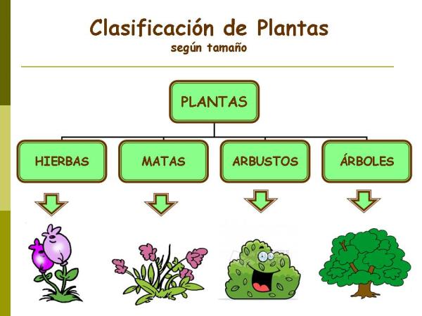 1716945886 600 Clases de plantas - 2026 - Imagen: RespuestasTips Clases de plantas - Clases de plantas según su tamaño
