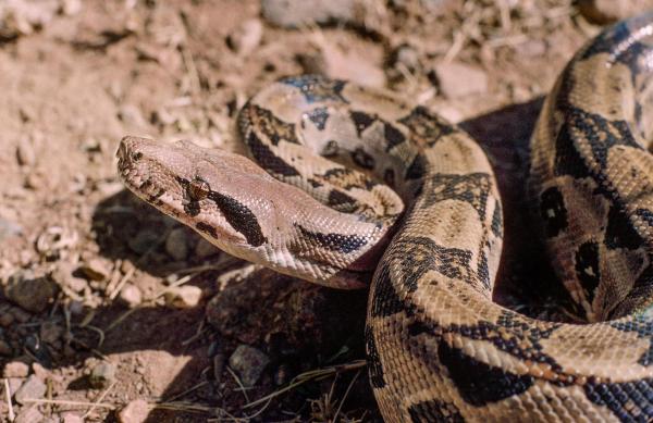 1716964524 177 Datos curiosos de - 2026 - Interesantes datos sobre México son que cuenta con una gran diversidad, ocupando el segundo lugar en cuanto a variedad de reptiles. Además, posee el mayor número de especies marinas a nivel mundial y alberga importantes sitios arqueológicos con pirámides. Entre los estados más extensos se encuentran Chihuahua, Sonora, Coahuila y Durango. En el país se habla más que solo español, siendo líder en exportación agropecuaria. La gastronomía mexicana es reconocida como Patrimonio de la Humanidad, y cuenta con cerca de 1.500 museos, 67 Parques Nacionales, 1.177 especies de aves, el lugar del impacto del meteorito que ocasionó la extinción de los dinosaurios, y tres razas de perros únicas. Datos curiosos de México - Ocupa el segundo lugar en diversidad de reptiles