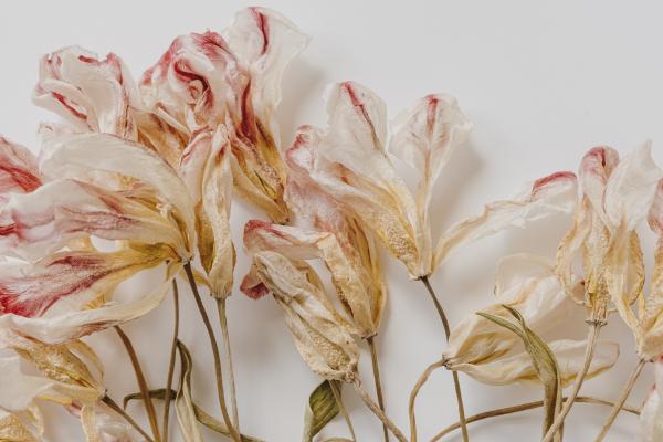 1716968003 618 Como secar tulipanes - 2026 - Si estás preguntándote cómo secar tulipanes, existen varios métodos que puedes emplear, como colgarlos boca abajo, utilizar perlas de sílice, plancharlos, colocarlos entre libros, secarlos en el microondas o en un horno convencional. Estas hermosas flores anuncian la llegada de la primavera y necesitan del frío invernal para florecer de manera elegante. Es por eso que a partir de febrero puedes encontrar tulipanes en tiendas de jardinería. Si deseas conservarlos por más tiempo y disfrutar de su belleza durante todo el año, te enseñamos cómo secarlos en casa. Cómo secar tulipanes - Secar tulipanes colgando boca abajo