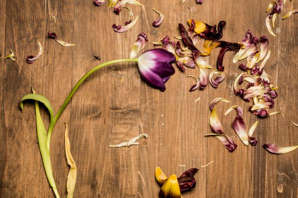 1716968003 899 Como secar tulipanes - 2026 - Si estás preguntándote cómo secar tulipanes, existen varios métodos que puedes emplear, como colgarlos boca abajo, utilizar perlas de sílice, plancharlos, colocarlos entre libros, secarlos en el microondas o en un horno convencional. Estas hermosas flores anuncian la llegada de la primavera y necesitan del frío invernal para florecer de manera elegante. Es por eso que a partir de febrero puedes encontrar tulipanes en tiendas de jardinería. Si deseas conservarlos por más tiempo y disfrutar de su belleza durante todo el año, te enseñamos cómo secarlos en casa. Cómo secar tulipanes - Secar tulipanes en microondas