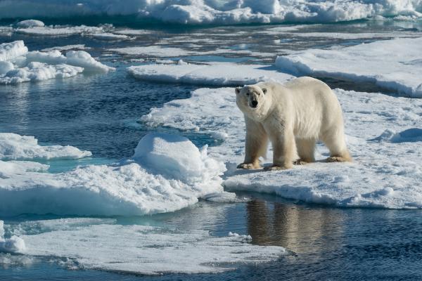 Curiosidades de los osos polares - Viven la mayor parte del tiempo en el hielo