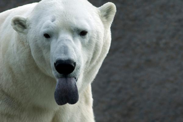 Curiosidades de los osos polares - Tienen la lengua negra