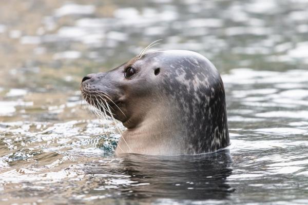 Curiosidades de las focas - No tienen orejas, pero sí oídos