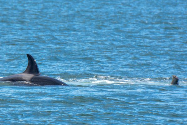 Curiosidades de las focas - Las orcas son su principal depredador 