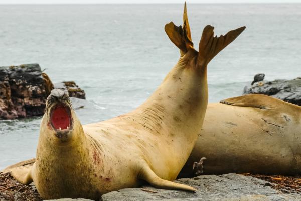Curiosidades de las focas - No pueden caminar en tierra