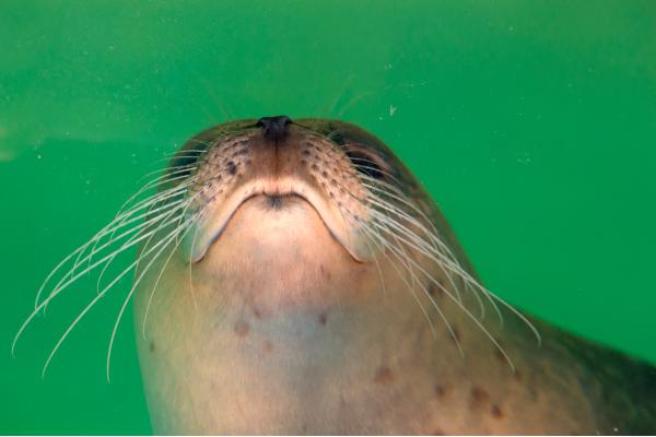 Curiosidades de las focas - Tienen los bigotes más largos del reino animal