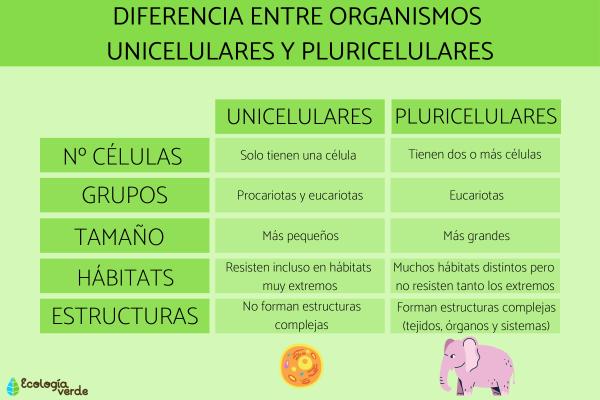 Organismos unicelulares y pluricelulares: ejemplos y diferencias - Diferencias entre organismos unicelulares y pluricelulares