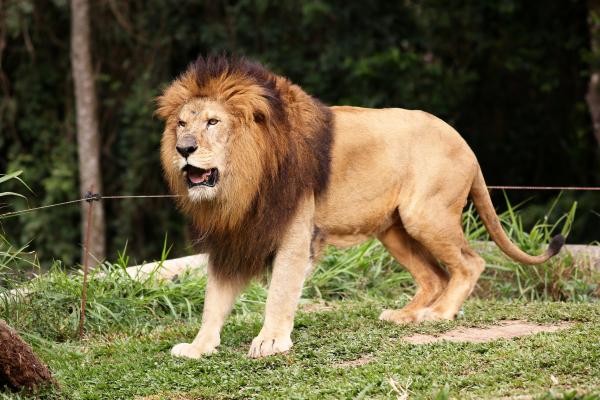 Curiosidades de los leones - Poseen un gran repertorio de vocalizaciones