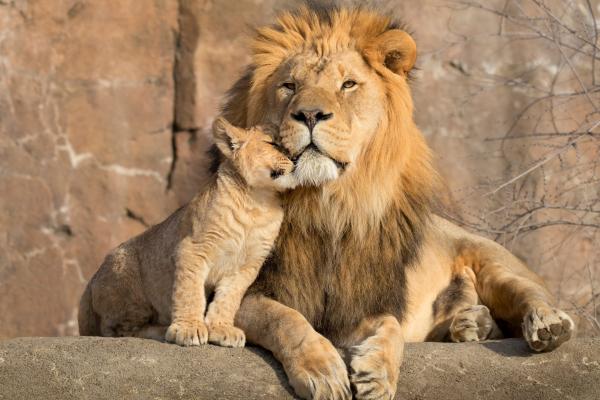 Curiosidades de los leones - Su distribución histórica abarcaba África, Asia e incluso Europa