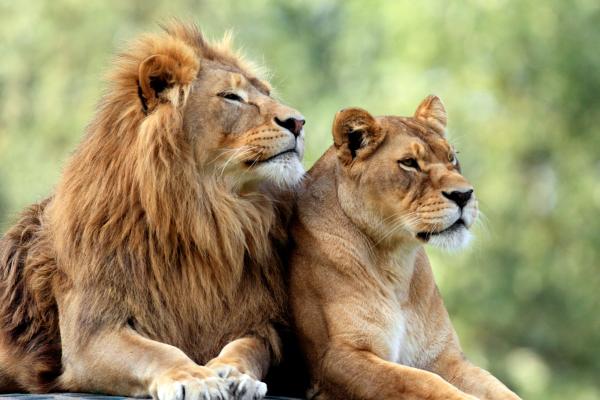 Curiosidades de los leones - Presentan dimorfismo sexual 