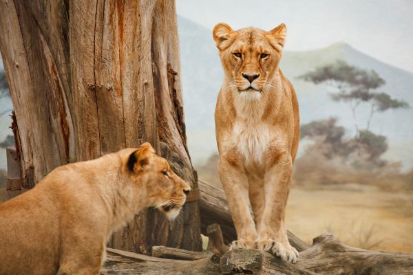 Curiosidades de los leones - No viven en la selva 