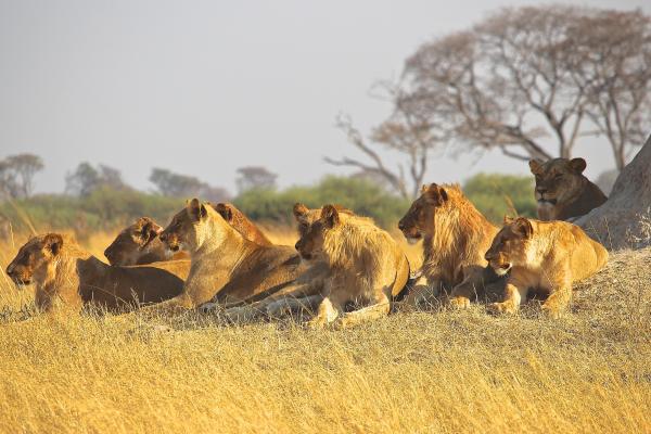 Curiosidades de los leones - Viven en manada 