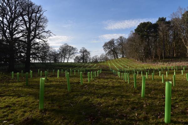 Agroforestería: qué es y beneficios - Agrosilvicultura