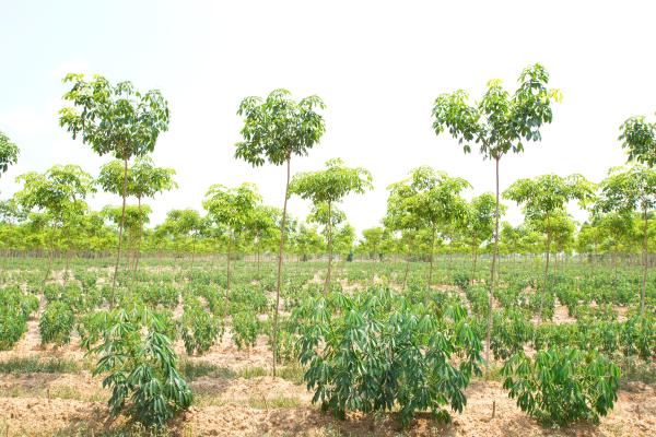 Agroforestería: qué es y beneficios - Qué es la agroforestería