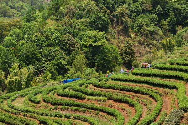 Agroforestería: qué es y beneficios - Sistemas agroforestales en terrazas