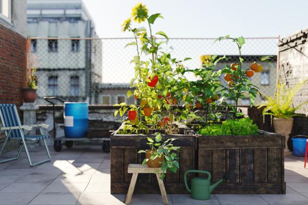 Agroforestería: qué es y beneficios - Sistemas agroforestales en zonas urbanas