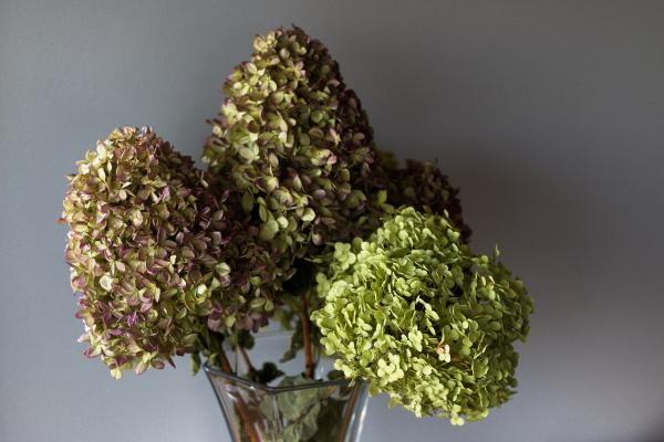 Cómo secar hortensias - Secar hortensias con agua
