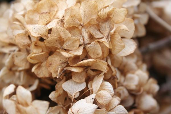 Cómo secar hortensias - Secar hortensias colgando boca abajo 