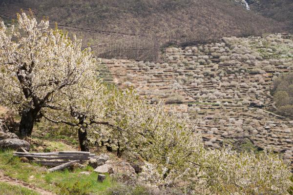 Los mejores valles de España - Valle del Jerte