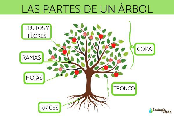 Tipos de árboles - Características de los árboles y sus partes