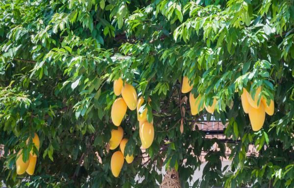 Tipos de árboles - Tipos de árboles frutales