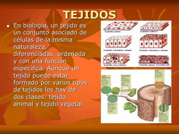 1717025122 213 Tipos de tejidos vegetales - 2026 - Imagen: Educándose Tipos de tejidos vegetales - Diferencias entre los tejidos vegetales y los tejidos animales