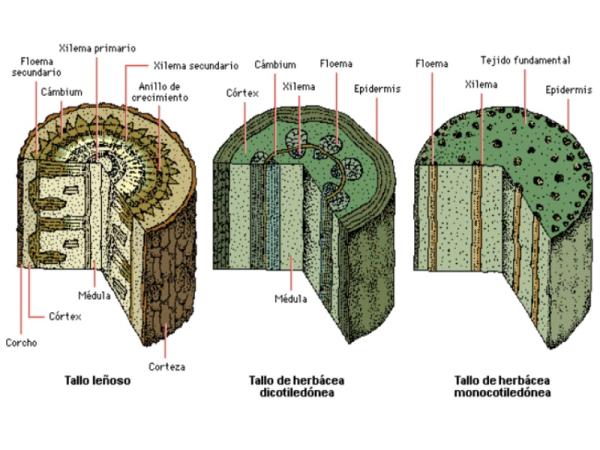 1717025122 49 Tipos de tejidos vegetales - 2026 - Imagen: Educándose Tipos de tejidos vegetales - Tejidos vegetales: qué son y sus características