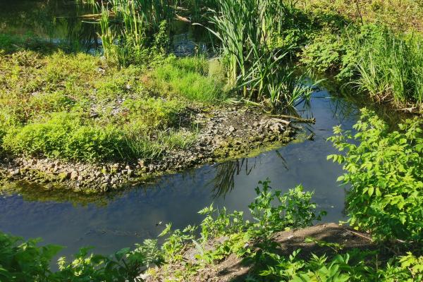 1717032226 979 Que es un arroyo y como se forma - 2026 - El concepto de "arroyo" se utiliza para describir un flujo de agua natural que se manifiesta de manera continua o intermitente a lo largo de un lecho de arroyo. Su diferenciación principal se centra en su tamaño, siendo notablemente más reducido que un río. Estos cuerpos de agua se crean comúnmente a través de la acumulación de agua procedente de diversas fuentes, como precipitaciones, deshielo de la nieve o surgimientos en áreas elevadas. Qué es un arroyo y cómo se forma - Características de un arroyo