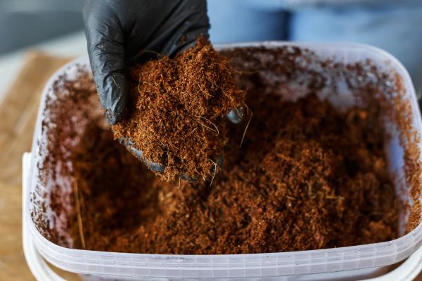 1717035235 429 Como hacer un poto frondoso - 2025 - Para obtener un poto exuberante es necesario añadir abono, recortar los tallos, propagar la planta, colocar soportes, ubicar en un lugar más iluminado, controlar el riego y evitar corrientes de aire. El poto, Epipremnum aureum, es una planta de interior muy popular debido a lo sencillo de sus cuidados y los atractivos tallos colgantes que posee. En ocasiones puede presentar poco volumen, pero afortunadamente tiene una solución sencilla. Cómo hacer un poto frondoso - Añade fertilizante a la tierra