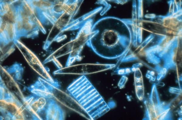 1717044865 499 Tierra de diatomeas que es y para que sirve - 2026 - Las algas fosilizadas, también conocidas como diatomeas, se utilizan en forma de polvo con diferentes aplicaciones, como fertilizantes naturales, insecticidas ecológicos para los cultivos, entre otros usos habituales. Al utilizarse en polvo, también se les llama polvos blancos. En consecuencia, constituyen un fertilizante natural altamente beneficioso para los suelos. Tierra de diatomeas: qué es y para qué sirve - Qué son las diatomeas o diatomita
