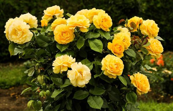 Las flores más bonitas del mundo - Rosa (Rosa)