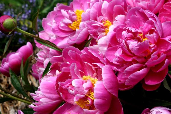 Las flores más bonitas del mundo - Peonias (Paeoniaceae)
