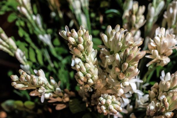 Las flores más bonitas del mundo - Nardo (Nardostachys grandiflora)