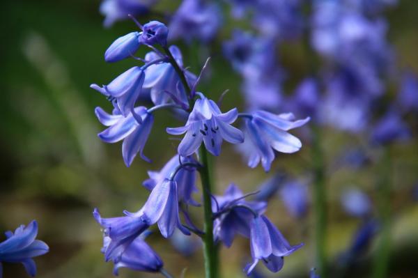 Las flores más bonitas del mundo - Campanilla (Campanula isophylla)