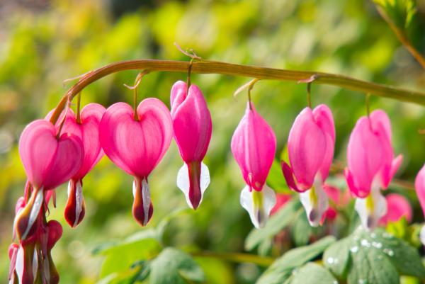 Las flores más bonitas del mundo - Corazón sangrante (Lamprocapnos spectabilis)
