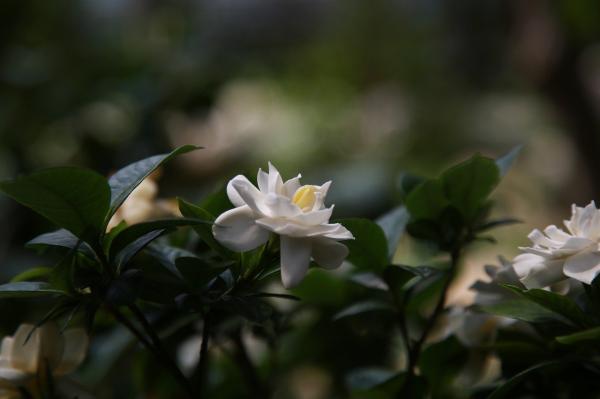 Las flores más bonitas del mundo - Gardenia (Gardenia)
