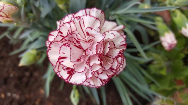 Las flores más bonitas del mundo - Clavel (Dianthus caryophyllus)