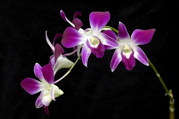 Las flores más bonitas del mundo - Orquídea (Orchidaceae)
