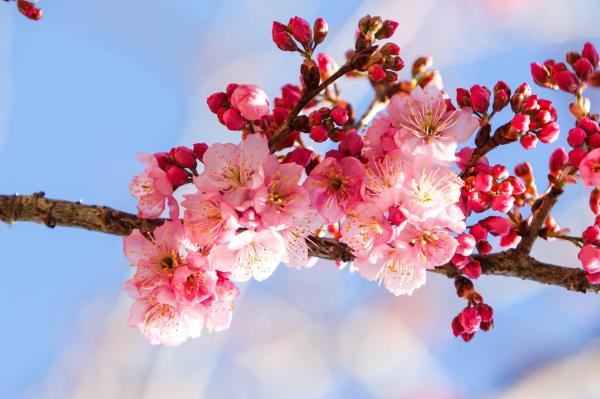 Las flores más bonitas del mundo - Flor del cerezo (Prunus)