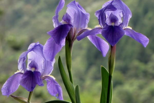 Las flores más bonitas del mundo - Lirio (Iris germanica)