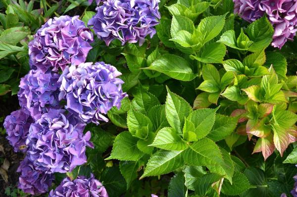 Las flores más bonitas del mundo - Hortensia (Hydrangea)
